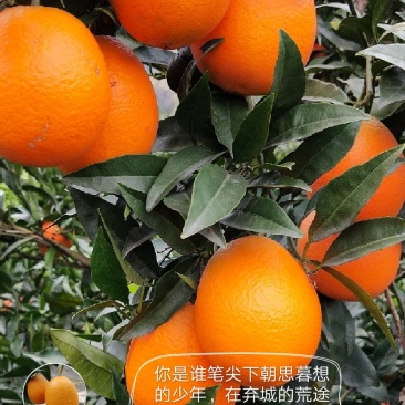 秭归优质长虹橙，当季时令水果，另有各类脐橙销售，代收代办
