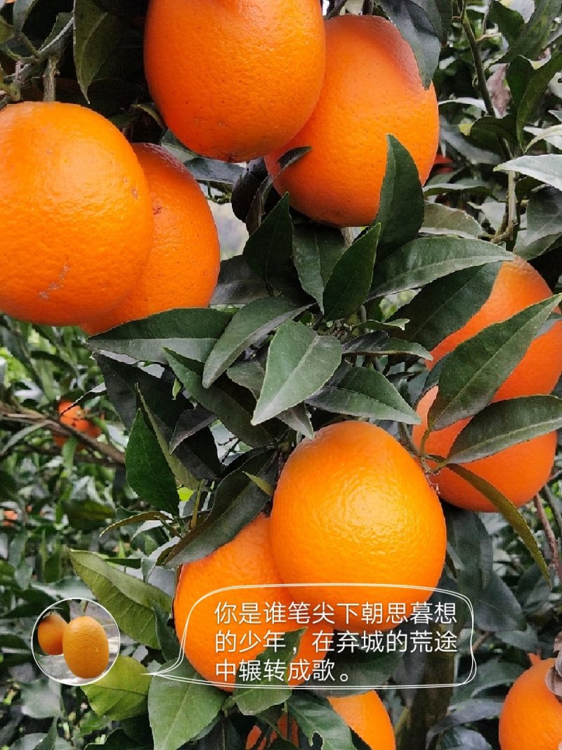 秭归优质长虹橙，当季时令水果，另有各类脐橙销售，代收代办