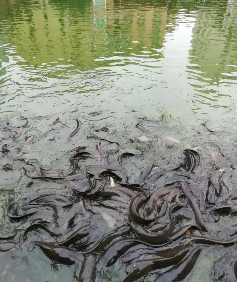 埃及胡子鲶革胡子鲶埃及塘鲺