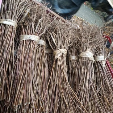 黄栌