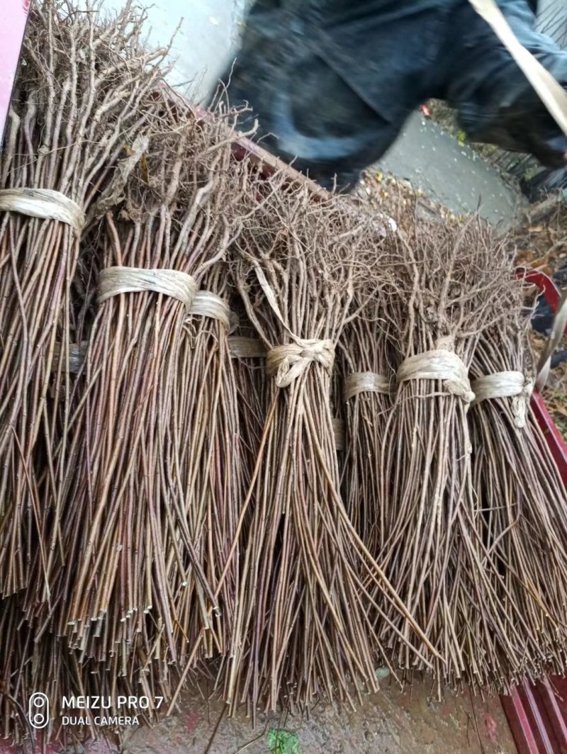 黄栌