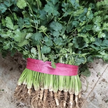 中小叶香菜