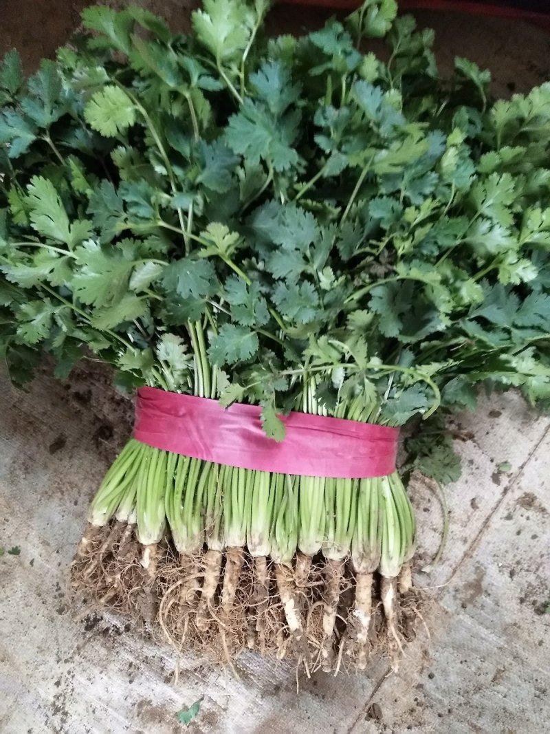 中小叶香菜