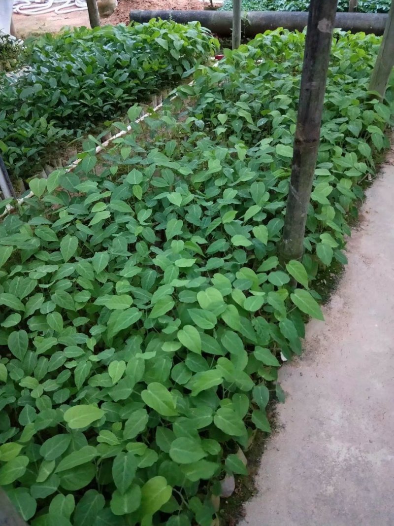 哥伦比亚热情果种苗热卖特价包邮