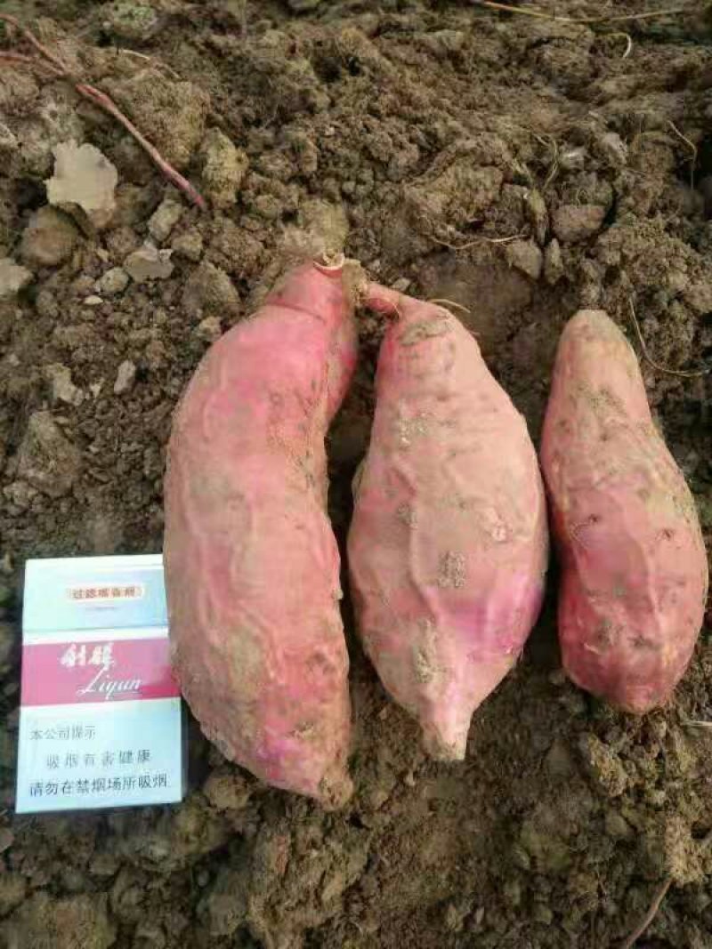 烟薯25