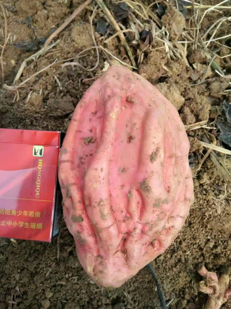 烟薯25