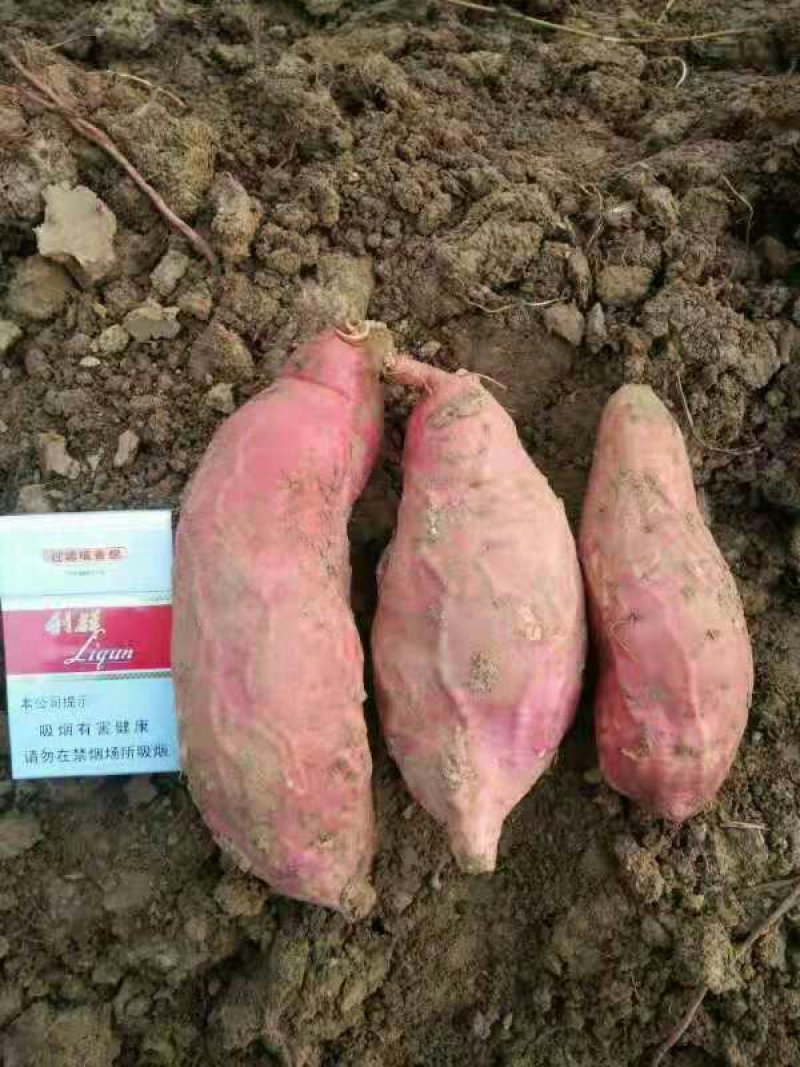 烟薯25