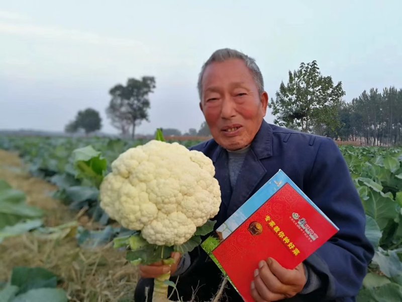 【精】郑研松宝80菜花种子，美观，商品性好，产量高