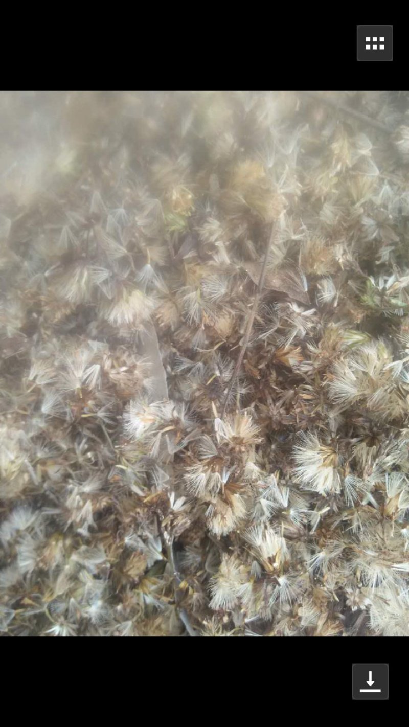 贵州正宗一枝黄花种子