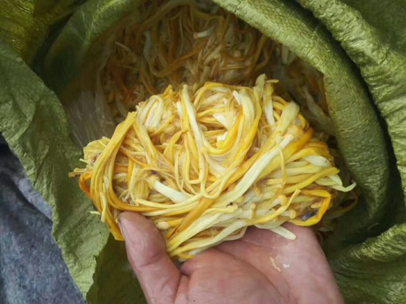 黄色金针菇
