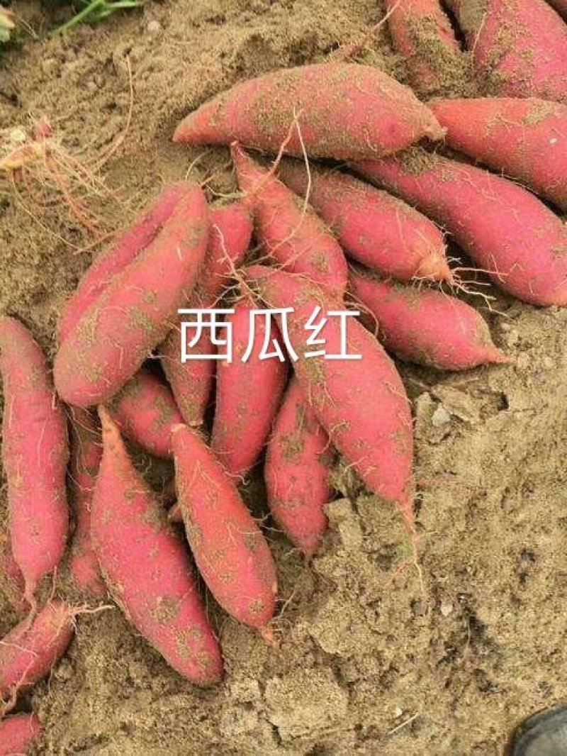 【红薯】西瓜红瓜形好无沟眼价格合理量大从优