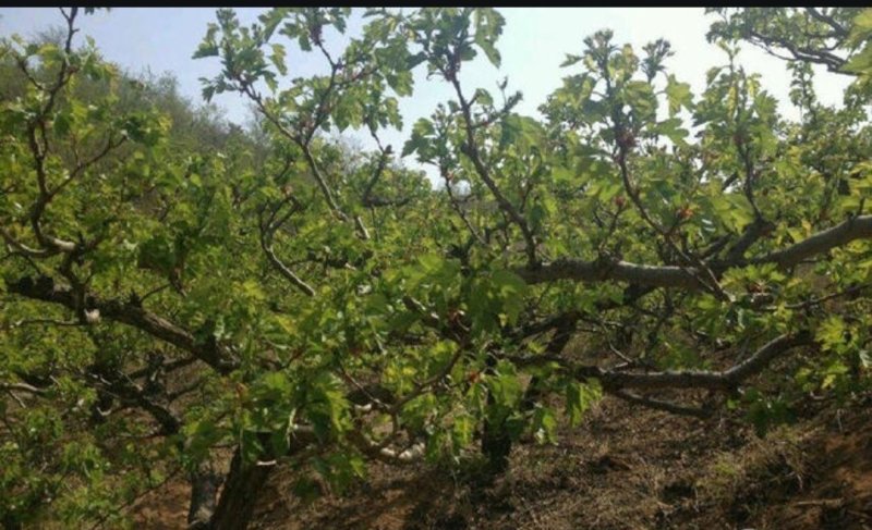 潍坊临朐辛塞镇150亩生态种植丘陵27万转让