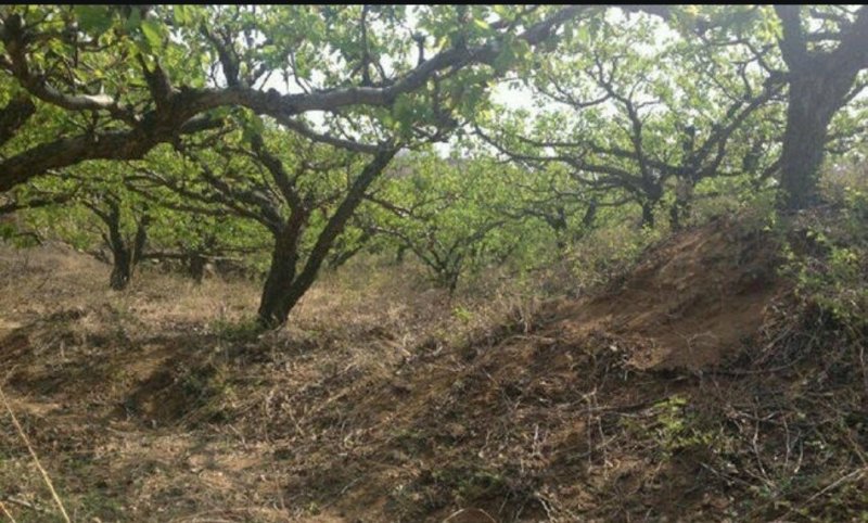 潍坊临朐辛塞镇150亩生态种植丘陵27万转让