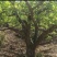 潍坊临朐辛塞镇150亩生态种植丘陵27万转让