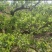 潍坊临朐辛塞镇150亩生态种植丘陵27万转让