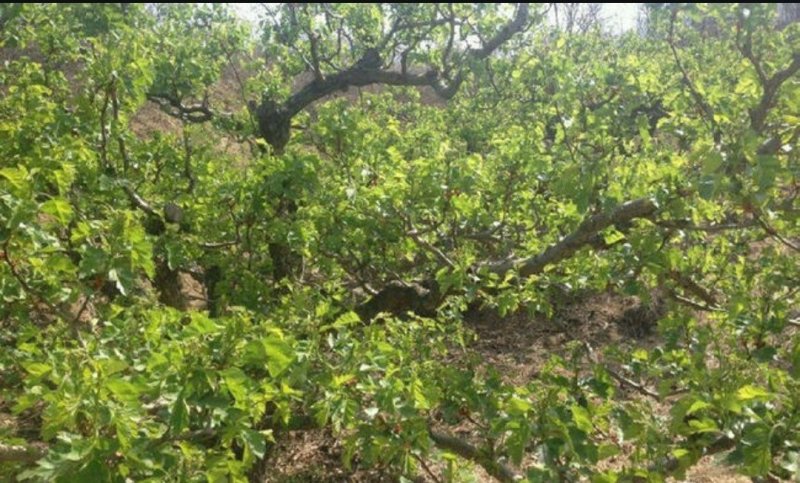 潍坊临朐辛塞镇150亩生态种植丘陵27万转让