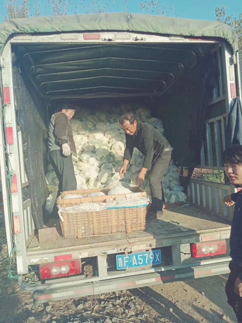 【精】郑研青松85菜花种子，花白梗青，小米粒