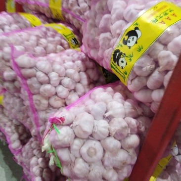精品，5000t红皮大蒜干蒜鲜蒜专门做出口发市场