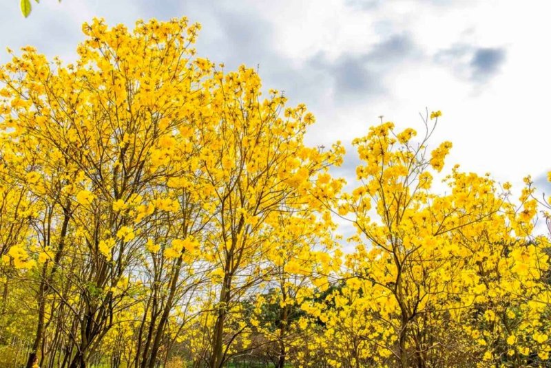 黄花风铃木苗