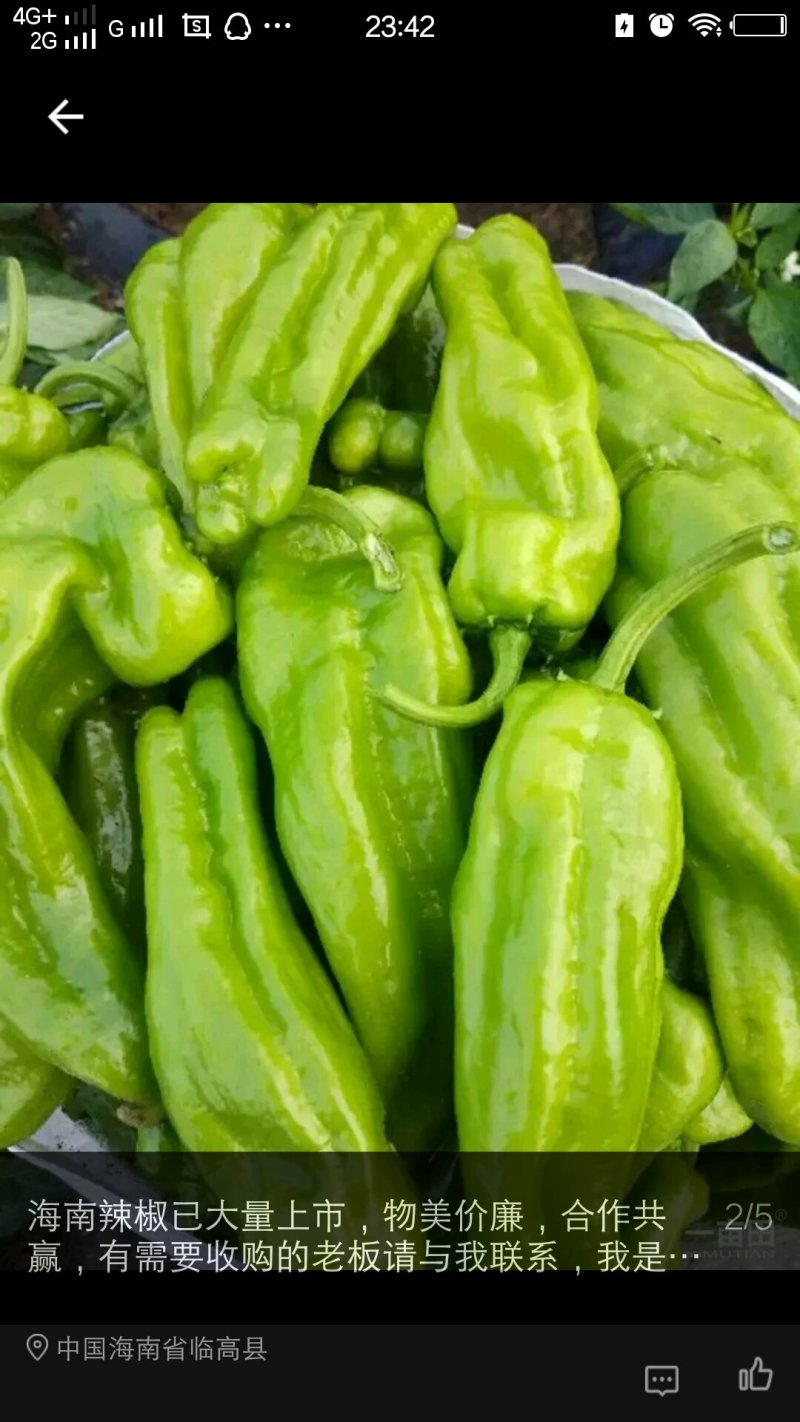 鲜辣椒