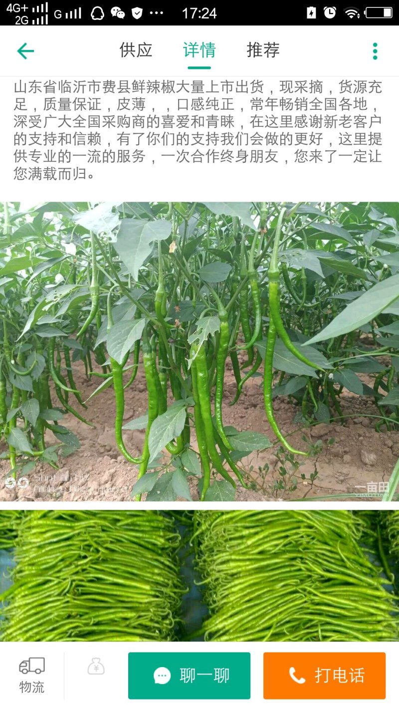 鲜辣椒