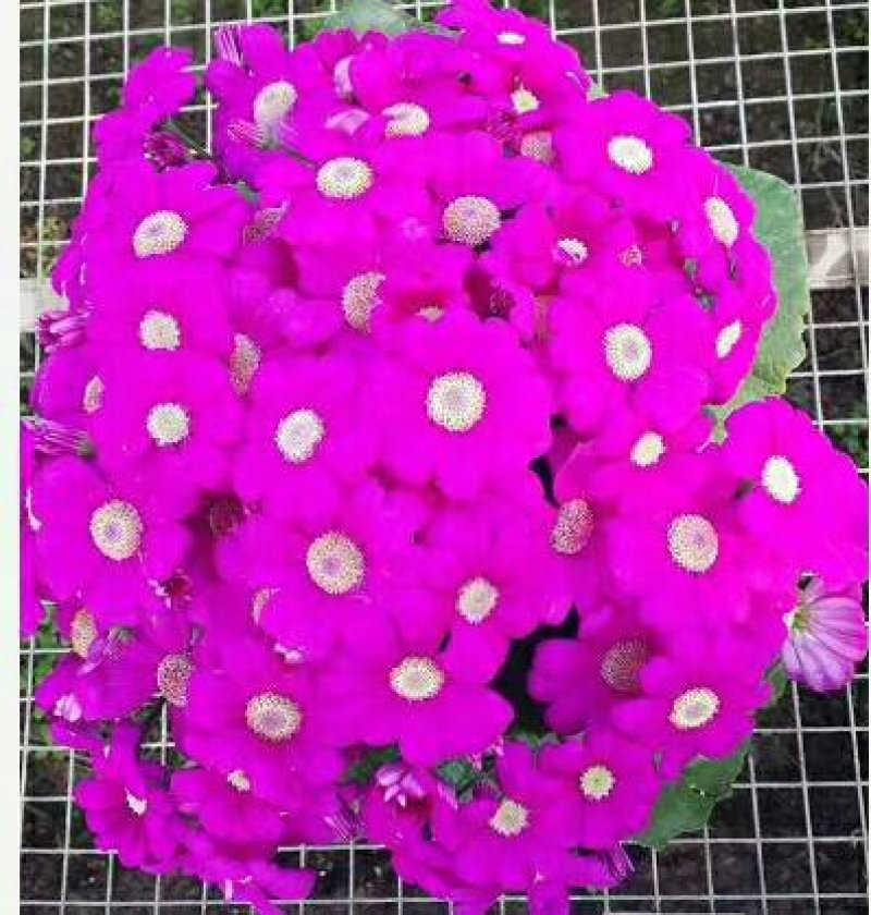 观花植物