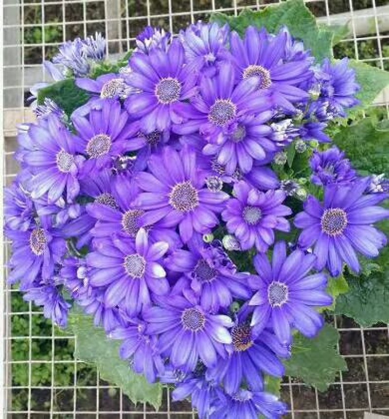观花植物