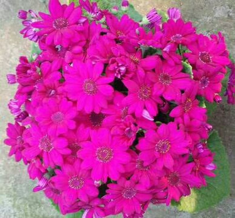 观花植物