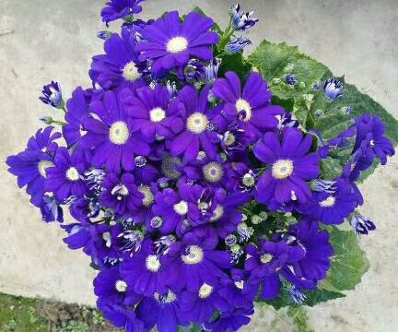 观花植物