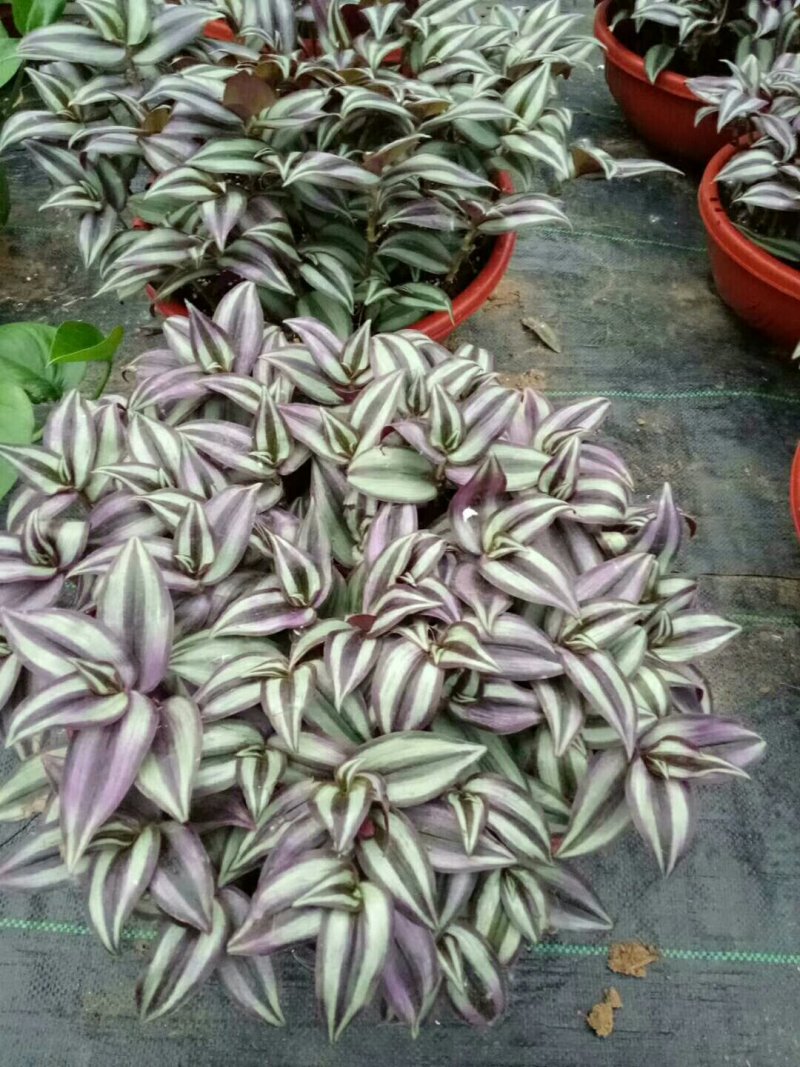 观花植物