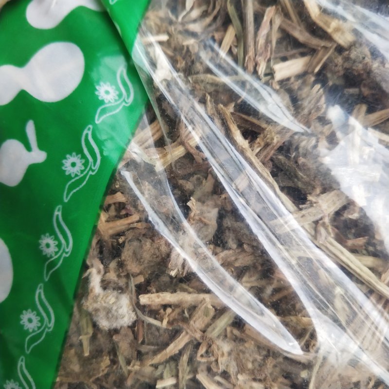 白毛夏枯草