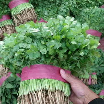 各种蔬菜大量上市