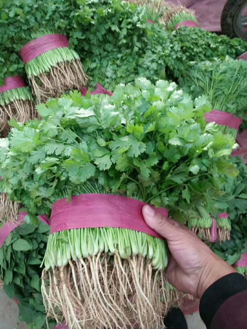 各种蔬菜大量上市