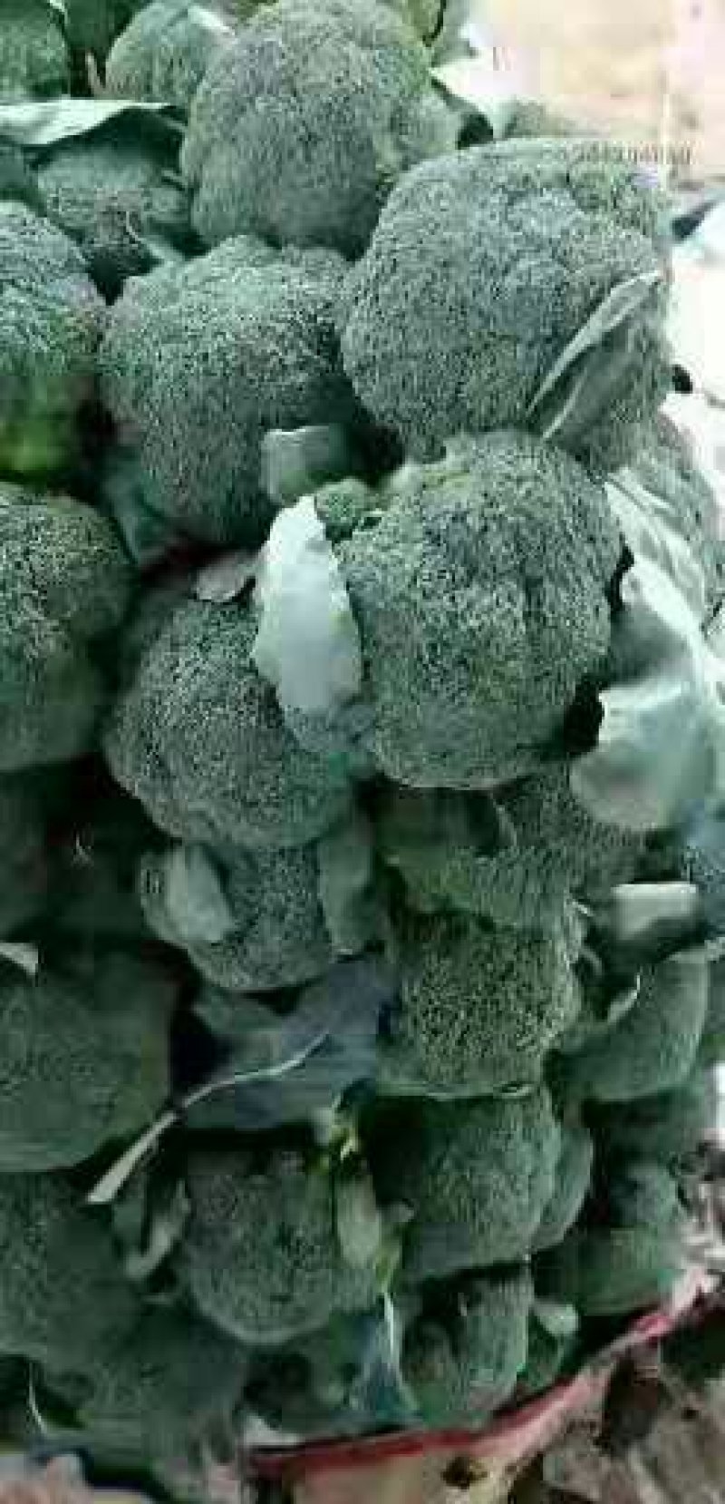 各种蔬菜大量上市