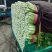 各种蔬菜大量上市