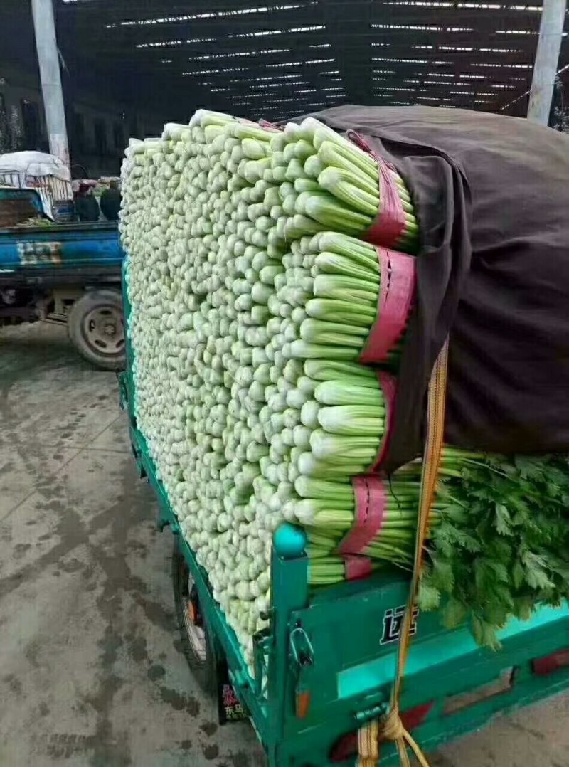 各种蔬菜大量上市
