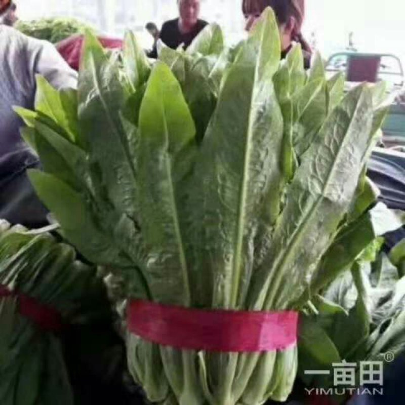 各种蔬菜大量上市