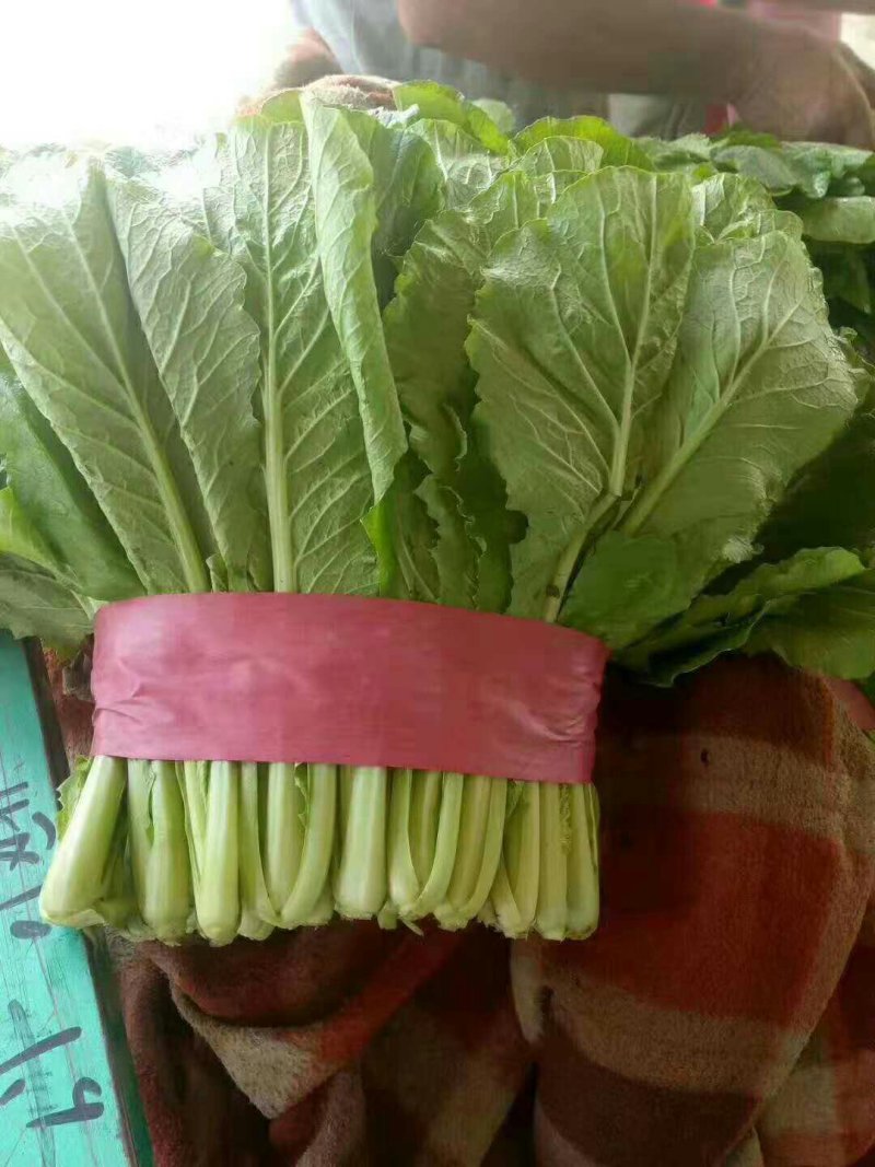 各种蔬菜大量上市