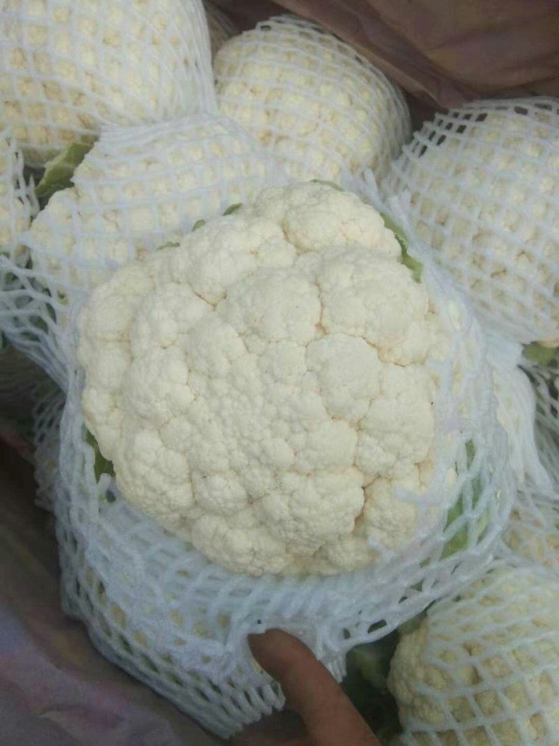各种蔬菜大量上市