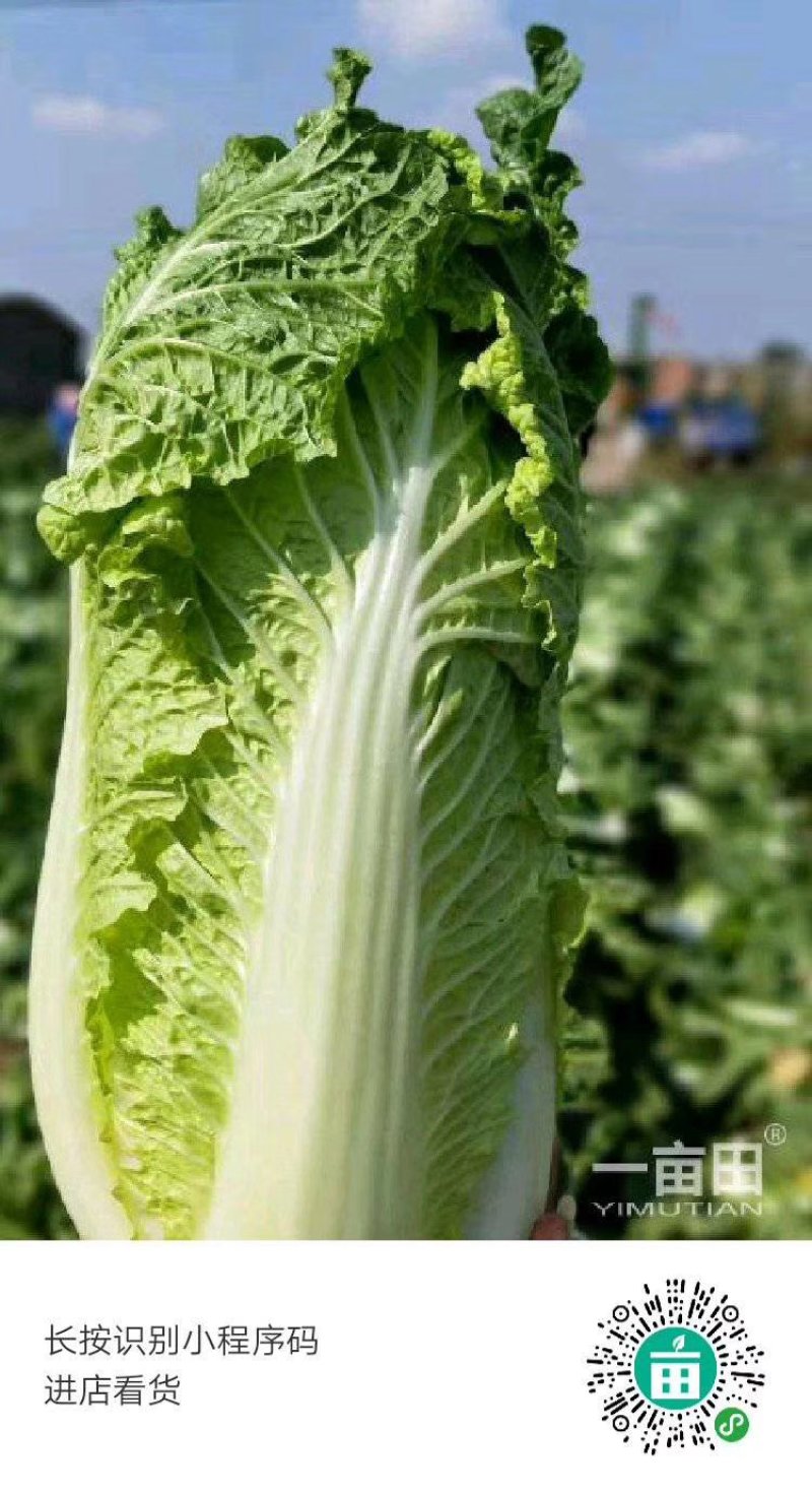 大量供应北京三号大白菜，农场直供