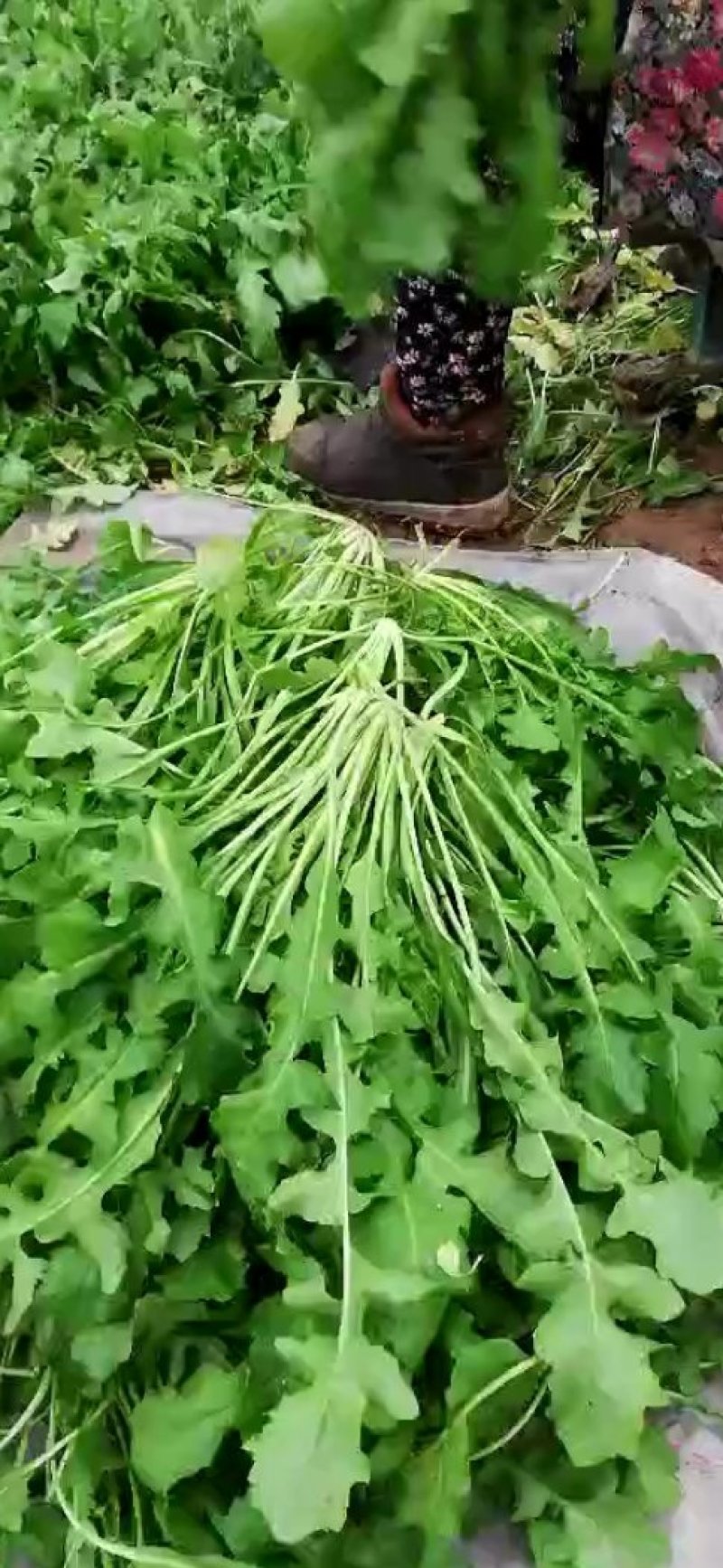 荠菜