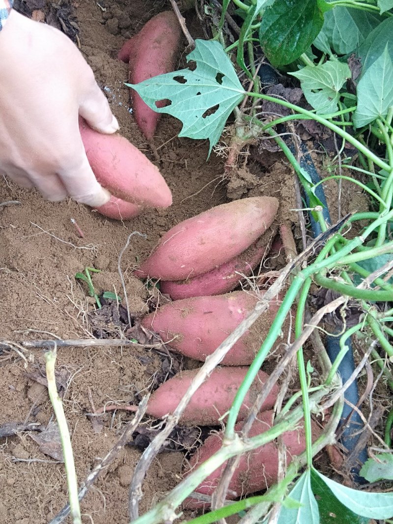 莺歌红薯软糯香甜，无筋无丝，适合烤薯，鲜食，做甜点
