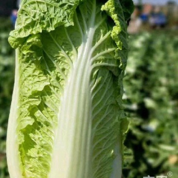 大量供应优质大白菜