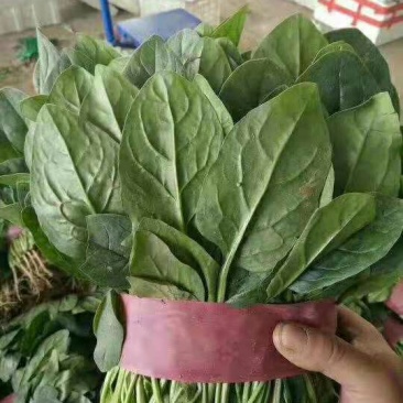 菠菜精品