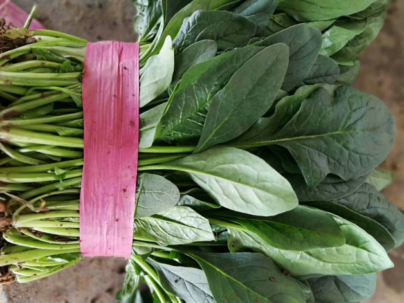 菠菜精品