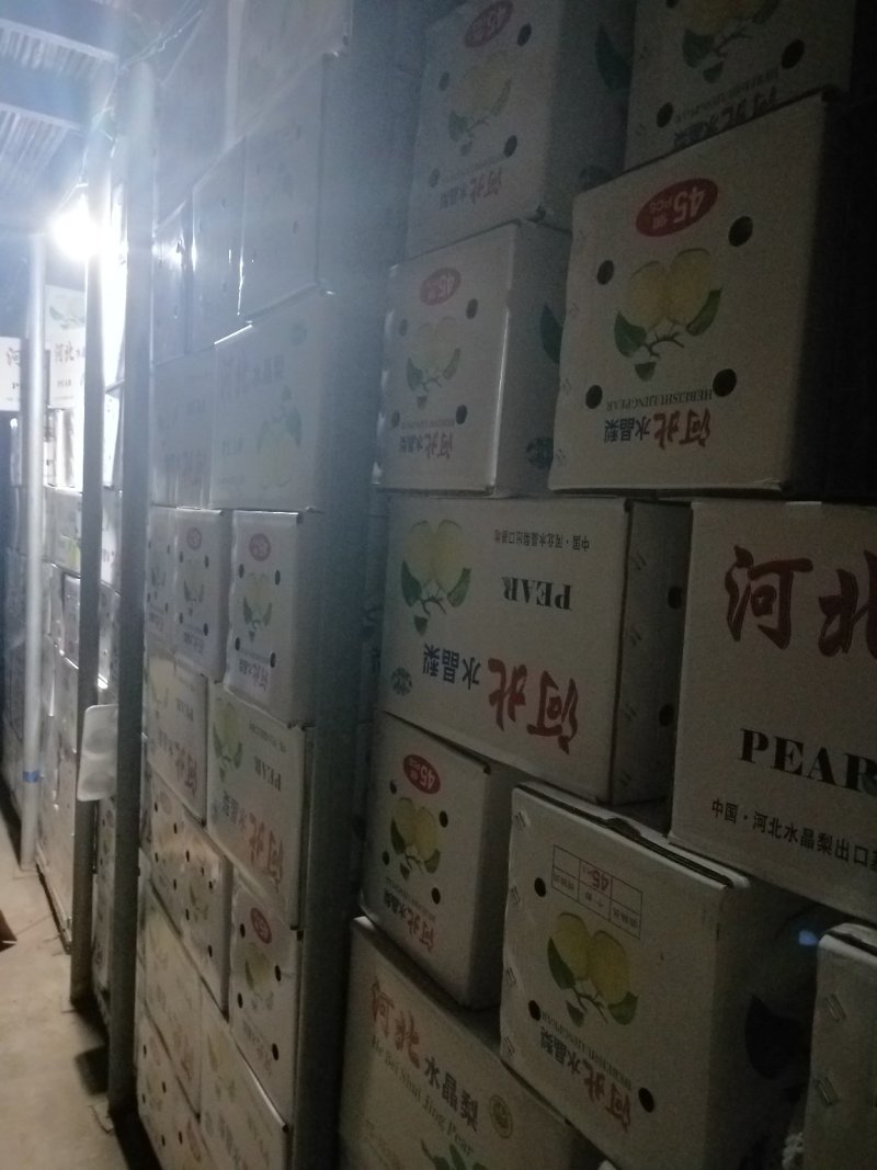 雪花梨👍甜蜜上市中【赵县专业合作社】保质保量品种齐全