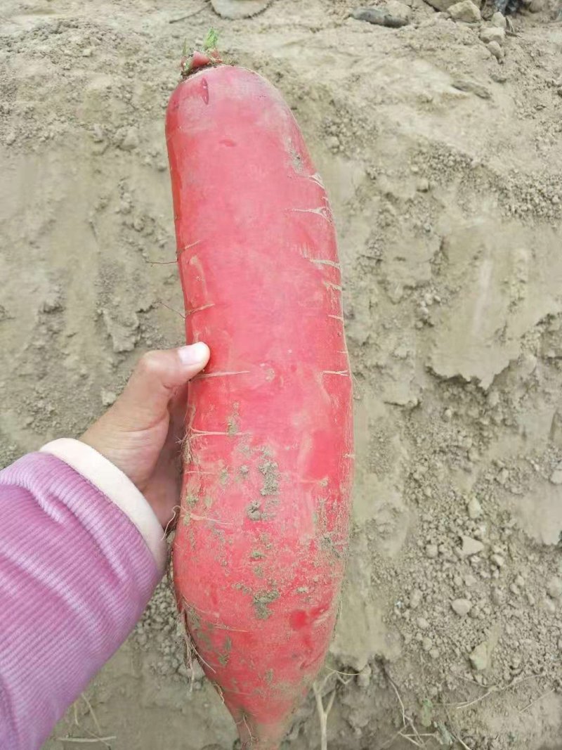 辣萝卜