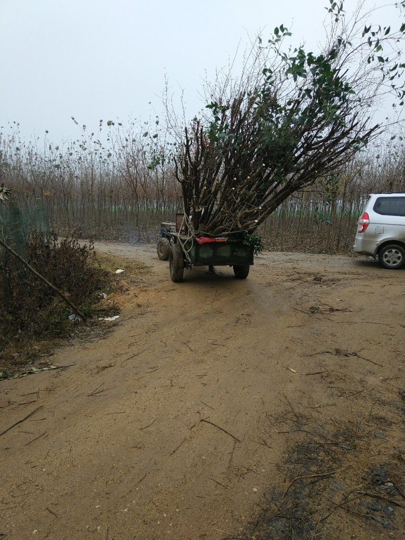 【大叶女贞】河南南阳苗木基地直供品质保证现挖现发