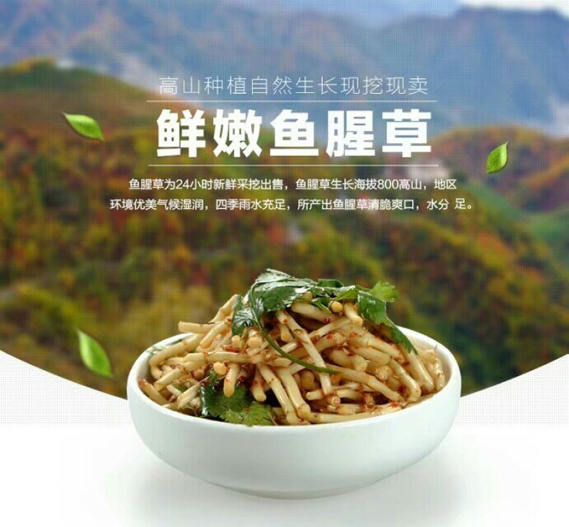 鱼腥草根鱼腥草折耳根