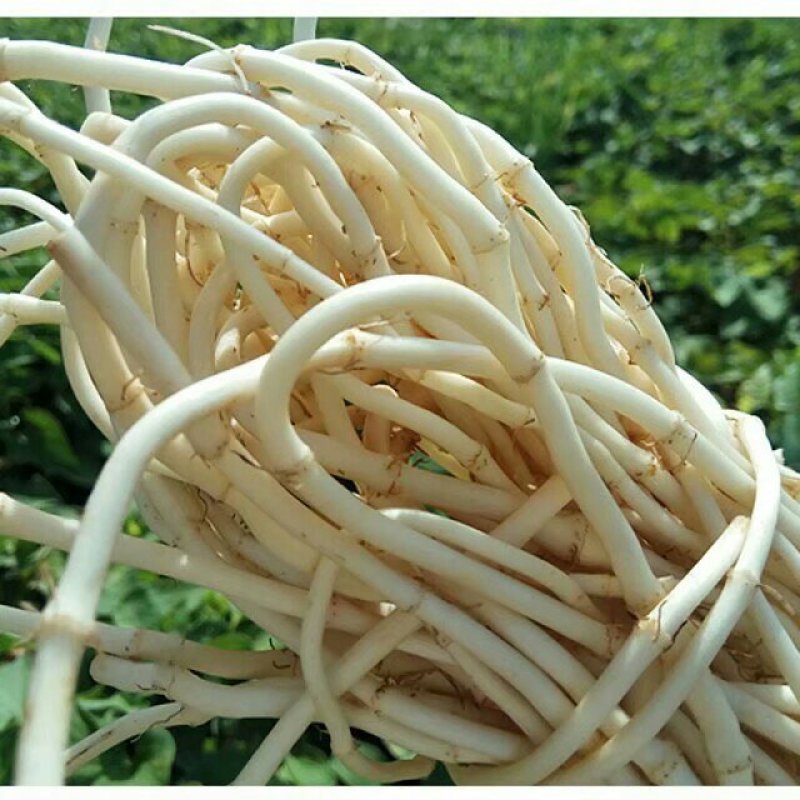 鱼腥草根鱼腥草折耳根